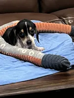 Smidge, a female Miniature Dachshund for sale in Crowley, TX – 2 of 8