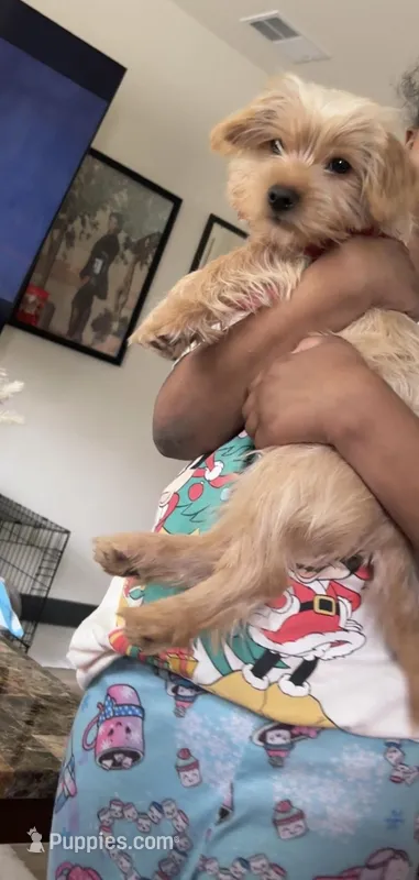 louie , a male Shih Tzu for sale in Oregon, WI – Photo 1 of 1