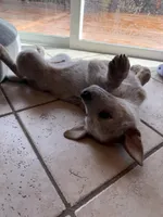 Red Heeler , a male Australian Cattle Dog for sale in Columbia Falls, MT – Photo 2 of 5