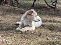 Red Heeler , a male Australian Cattle Dog for sale in Columbia Falls, MT – Photo 5 of 5