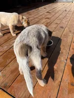 Red Heeler , a male Australian Cattle Dog for sale in Columbia Falls, MT – Photo 3 of 5