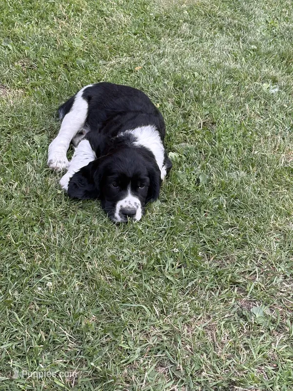 Tank – English Springer Spaniel puppy for sale in Elk River, MN
