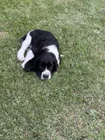 Tank, a male English Springer Spaniel for sale in Elk River, MN – 1 of 1