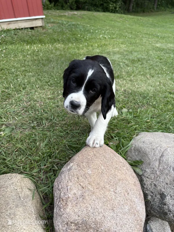 Winnie – English Springer Spaniel puppy for sale in Elk River, MN