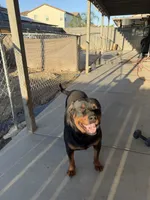 Gabbar, a male Rottweiler for sale in Fresno, CA – 3 of 3