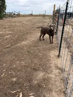 Gino, a male Labrador Retriever for sale in Fresno, CA – 3 of 9