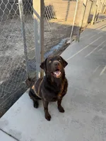 Diesel, a male Labrador Retriever for sale in Fresno, CA – 3 of 3