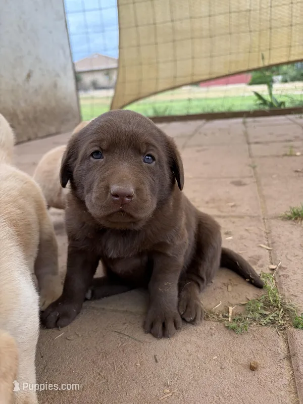 Winchester – Labrador Retriever puppy for sale in Fresno, CA