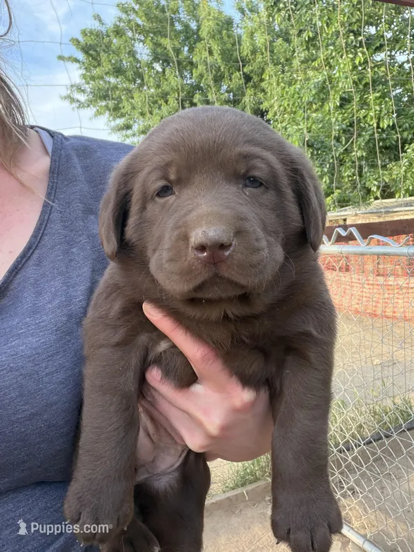 Winchester – Labrador Retriever puppy for sale in Fresno, CA