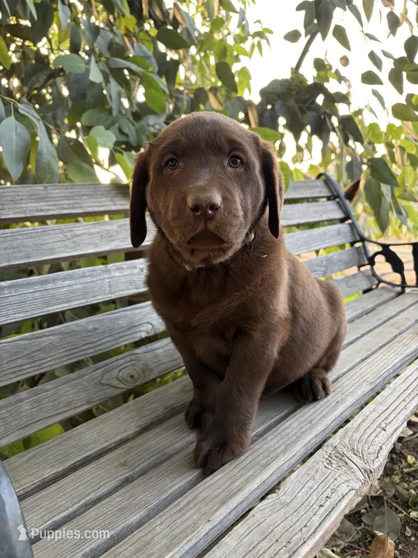 Winchester – Labrador Retriever puppy for sale in Fresno, CA
