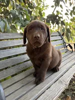 Winchester, a female Labrador Retriever for sale in Fresno, CA – 2 of 3
