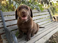 Winchester, a female Labrador Retriever for sale in Fresno, CA – 3 of 3