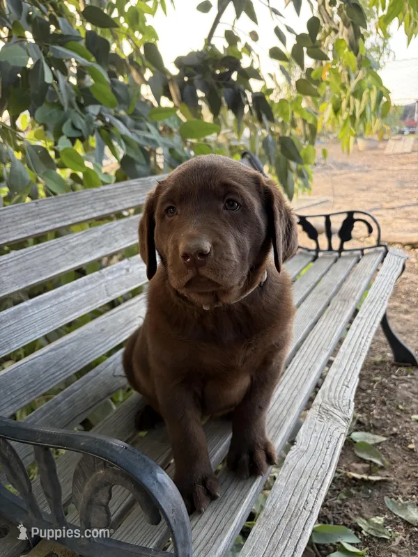 Winchester – Labrador Retriever puppy for sale in Fresno, CA