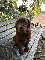 Winchester, a female Labrador Retriever for sale in Fresno, CA – 1 of 3