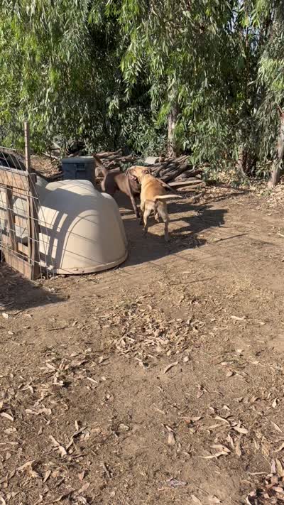 Gino, a male Labrador Retriever for sale in Fresno, CA – 8 of 9