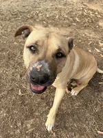 Buddy, a male American Pit Bull Terrier for sale in Fresno, CA – 3 of 10