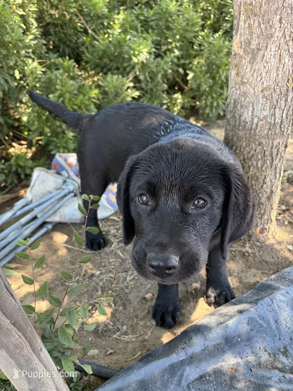 Kimber – Labrador Retriever puppy for sale in Fresno, CA