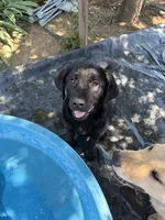 Kimber, a female Labrador Retriever for sale in Fresno, CA – 6 of 10