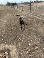 Gino, a male Labrador Retriever for sale in Fresno, CA – 4 of 9