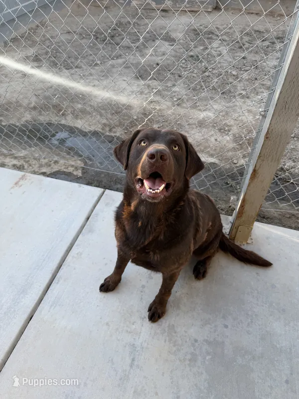 Diesel – Labrador Retriever puppy for sale in Fresno, CA