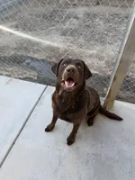 Diesel, a male Labrador Retriever for sale in Fresno, CA – 1 of 3