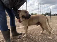 Buddy, a male American Pit Bull Terrier for sale in Fresno, CA – 2 of 10