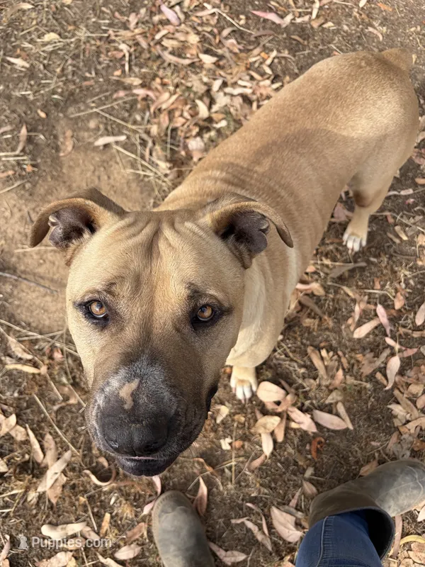 Buddy – American Pit Bull Terrier puppy for sale in Fresno, CA