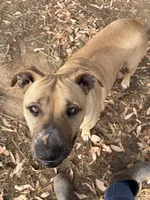 Buddy, a male American Pit Bull Terrier for sale in Fresno, CA – 1 of 10