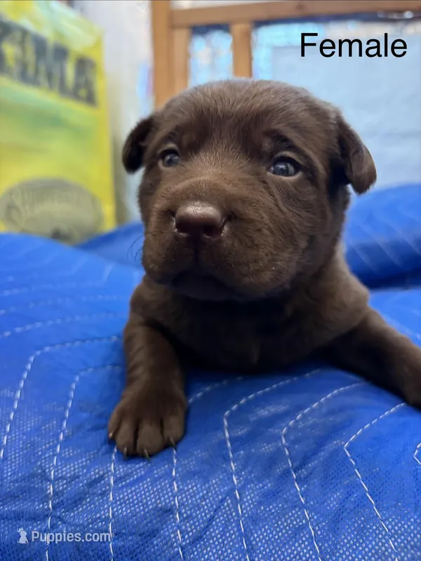 Daisy – Labrador Retriever puppy for sale in Fresno, CA