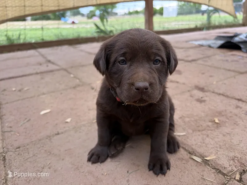 Daisy – Labrador Retriever puppy for sale in Fresno, CA