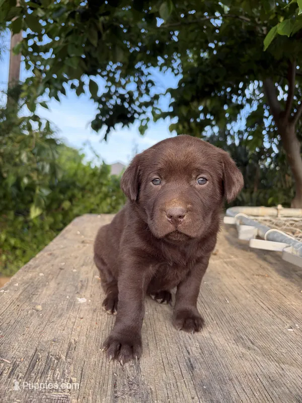 Daisy – Labrador Retriever puppy for sale in Fresno, CA