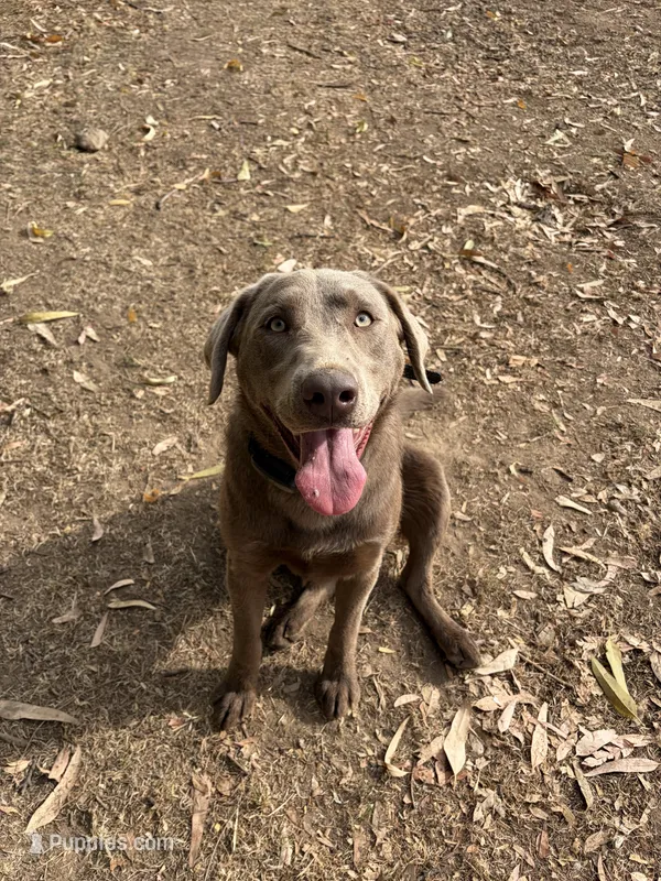 Gino – Labrador Retriever puppy for sale in Fresno, CA
