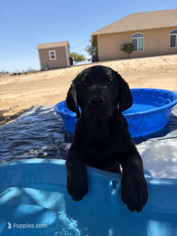 Kimber – Labrador Retriever puppy for sale in Fresno, CA