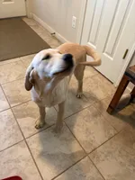 Ruger, a male Labrador Retriever for sale in Fresno, CA – 3 of 9