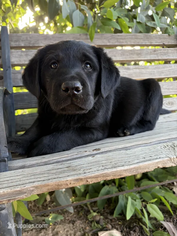 Sig – Labrador Retriever puppy for sale in Fresno, CA