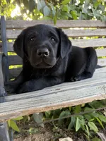 Sig, a male Labrador Retriever for sale in Fresno, CA – 1 of 6