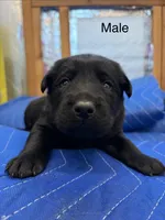 Sig, a male Labrador Retriever for sale in Fresno, CA – Photo 2 of 2