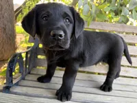 Sig, a male Labrador Retriever for sale in Fresno, CA – 2 of 6