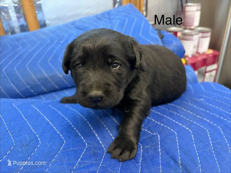 Sig – Labrador Retriever puppy for sale in Fresno, CA