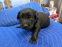 Sig, a male Labrador Retriever for sale in Fresno, CA – Photo 1 of 2