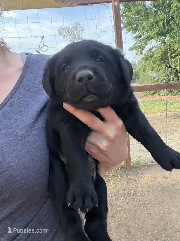 Sig – Labrador Retriever puppy for sale in Fresno, CA