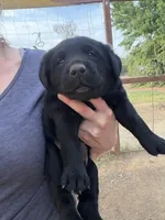 Sig, a male Labrador Retriever for sale in Fresno, CA – 4 of 6