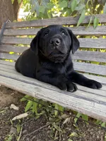 Sig, a male Labrador Retriever for sale in Fresno, CA – 3 of 6