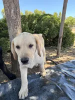 Ruger, a male Labrador Retriever for sale in Fresno, CA – 2 of 6
