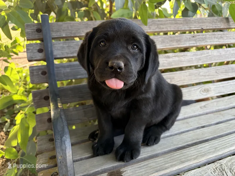 Kimber – Labrador Retriever puppy for sale in Fresno, CA