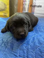 Kimber, a female Labrador Retriever for sale in Fresno, CA – Photo 1 of 2