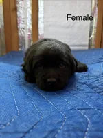 Kimber, a female Labrador Retriever for sale in Fresno, CA – Photo 2 of 2