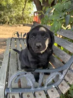 Kimber, a female Labrador Retriever for sale in Fresno, CA – 7 of 10