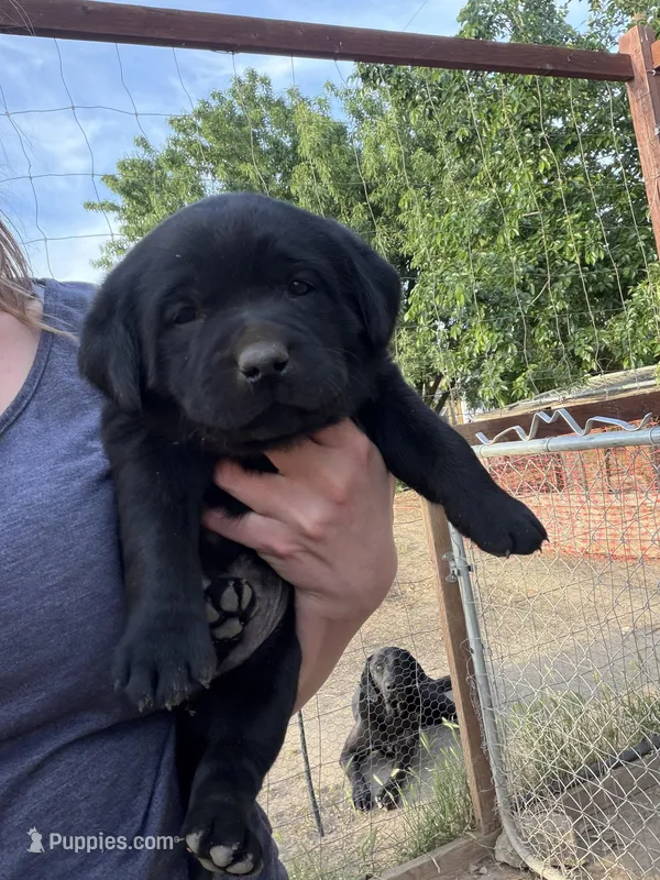 Kimber – Labrador Retriever puppy for sale in Fresno, CA