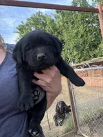 Kimber, a female Labrador Retriever for sale in Fresno, CA – 8 of 10